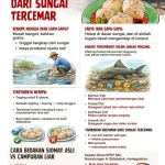 Dosen UNSRI Ungkap Bahaya Konsumsi Ikan Sapu-sapu di Perairan Tercemar: Logam Berat & Risiko Kesehatan