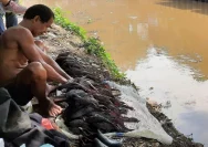 Gelombang Ancaman Ikan Sapu-sapu: Dari Kanal Jakarta hingga Kali Bekasi, 18 Spesies Invasif Mengintai Perairan Indonesia
