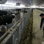 Jawa Tengah Siapkan Mega Farm Sapi Perah dengan Kapasitas 30 Ribu Ekor, Proyek Terbesar Nasional