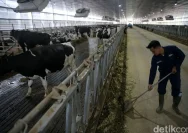 Jawa Tengah Siapkan Mega Farm Sapi Perah dengan Kapasitas 30 Ribu Ekor, Proyek Terbesar Nasional