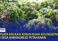 Kedungweru Ayah, Kebumen: Wisata Kelengkeng Menarik Perhatian dan Menguatkan Ekonomi Desa