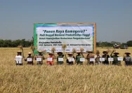 Panen Perdama Padi Gamagora di Ponpes Miftahul Ulum Tabalong, Santri Tingkatkan Kemandirian Pangan
