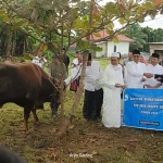 Antusiasme Warga Kayu Rabah Terima Sapi Limosin untuk Kurban dari Presiden Prabowo