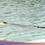 Buaya Polman Tewas di Sungai Mandar, Diduga Diracun setelah Serang Warga