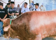 Bupati Bogor Dapat Tugas Distribusi Ratusan Sapi Kurban dari Prabowo Subianto