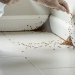 Cara Mengusir Semut di Rumah dengan Aman dan Efektif