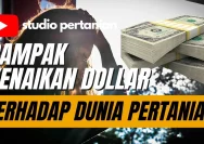 Dampak Kenaikan Dolar AS terhadap Sektor Pertanian: Keuntungan atau Kerugian bagi Petani?