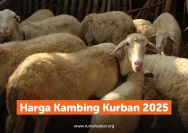 Data Kurban Rembang 2026: Jumlah Kambing Melonjak Tajam, Dintanpan Temukan Kasus Cacing Hati