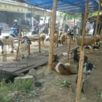 Distribusi Hewan Kurban di Kota Serang Diamankan untuk Idul Adha 2026