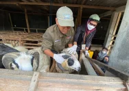 DPKPP Karawang Jamin Hewan Kurban Aman dan Bebas Penyakit