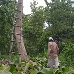 Energi Alam untuk Aktivitas Sehari-hari: Menebang Kayu di Hari Baik 20 Mei 2026