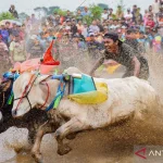 Festival Sapeh Brujul: Tradisi Karapan Sapi yang Membara di Probolinggo