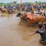 Festival Sapeh Brujul: Tradisi Karapan Sapi yang Menggugah Adrenalin di Probolinggo