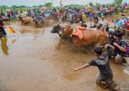 Festival Sapeh Brujul: Tradisi Karapan Sapi yang Menggugah Adrenalin di Probolinggo