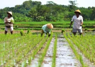 Food Estate Wanam: Kunci Ketahanan Pangan Nasional di Papua Selatan
