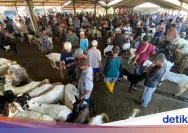 Harga Kambing di Pati Turun Jelang Iduladha, Peluang Bagi Pembeli