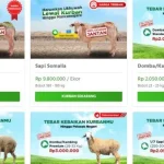 Harga Kambing Kurban 2026 Melonjak Menjelang Idul Adha, Simak Rinciannya!