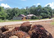 Harga Sawit Anjlok, Petani Tertekan di Tengah Biaya Produksi Tinggi