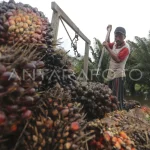 Harga Sawit Terus Menurun, Petani Tertekan di Tengah Biaya Tinggi