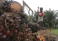 Harga Sawit Terus Menurun, Petani Tertekan di Tengah Biaya Tinggi