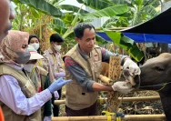 Jelang Iduladha, Masyarakat Makassar Belajar Sembelih-Kuliti Hewan Kurban dengan Aman