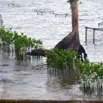 Kodim Pati Luncurkan Penanaman Mangrove dengan Sistem Rumpun Berjarak di Banyutowo
