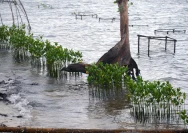Kodim Pati Luncurkan Penanaman Mangrove dengan Sistem Rumpun Berjarak di Banyutowo