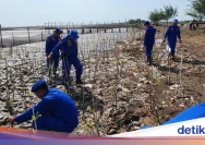 Kodim Pati Luncurkan Program Penanaman Mangrove Berbasis Rumpun di Banyutowo