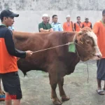 Lapas Kelas 1 Malang Rayakan Iduladha dengan Penyembelihan Sapi dan Kambing untuk Warga Binaan