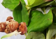 Manfaat Daun Kencur untuk Meningkatkan Kesehatan Tubuh