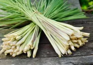 Manfaat Daun Sereh untuk Kesehatan Tubuh Alami
