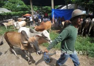 Marosok: Tradisi Tawar-Menawar Ternak yang Memikat di Sumatera Barat Jelang Idul Adha