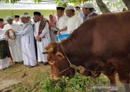 Masyarakat Rembang Sambut Khidmat Penyembelihan Sapi Limosin Bantuan Presiden