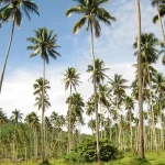Menyusuri Jejak Bumi Nyiur Melambai: Sejarah Kelapa dan Ragam Kuliner Khas Sulawesi Utara