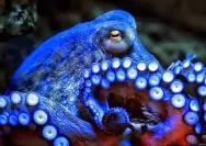 Microeledone Galapagensis: Penemuan Gurita Biru Baru dari Galapagos yang Mengagumkan