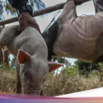 Nobar ‘Pesta Babi’ di Ternate Dibubarkan Mendadak, Dandim Ungkap Alasan Keamanan
