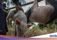 Nobar ‘Pesta Babi’ di Ternate Dibubarkan Mendadak, Dandim Ungkap Alasan Keamanan