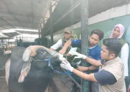 Pakar IPB Ingatkan Bahaya Limbah Kurban Iduladha yang Dibuang Sembarangan