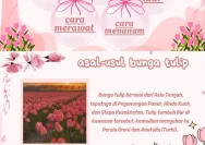 Panduan Lengkap Menanam dan Merawat Bunga Tulip di Halaman Rumah