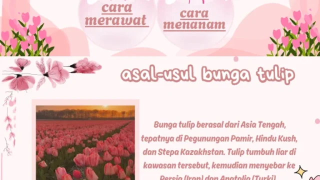 Panduan Lengkap Menanam dan Merawat Bunga Tulip di Halaman Rumah