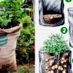 Panduan Praktis Menanam Kentang di Karung Bekas untuk Lahan Sempit