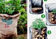 Panduan Praktis Menanam Kentang di Karung Bekas untuk Lahan Sempit