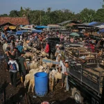 Pasar Hewan Jonggol Ramai Jelang Iduladha, Pembeli Meningkat Drastis