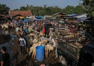 Pasar Hewan Jonggol Ramai Jelang Iduladha, Pembeli Meningkat Drastis