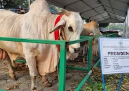 Pemerintah Siapkan Rp100 Miliar untuk 1.098 Ekor Sapi Kurban di 2026