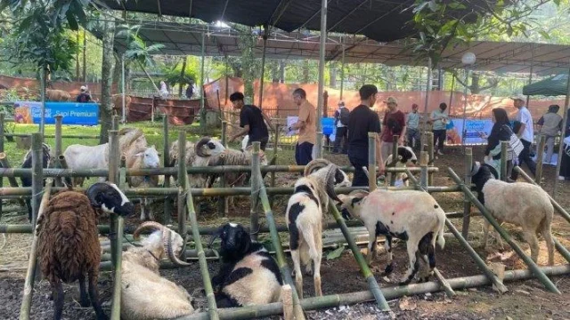 Pemkab Karawang Sebar Daging Kurban ke Desa Rawan Stunting untuk Tingkatkan Gizi Masyarakat