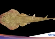 Penemuan Menakjubkan: Lebih dari Seribu Spesies Laut Baru dalam Ocean Census