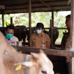 Pengawasan Ketat dalam Penyembelihan Sapi Arjuna untuk Cegah Kontaminasi Silang