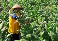 Petani Tembakau dan Cengkeh Desak Pemerintah Tinjau Aturan Kemasan Rokok