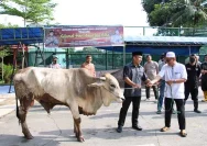 Polres Tabalong Meriahkan Idul Adha dengan Penyembelihan 10 Ekor Sapi Kurban